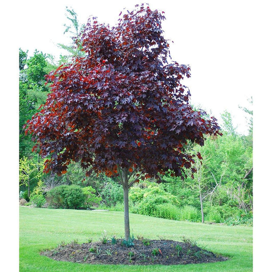 Maple 'Crimson King'