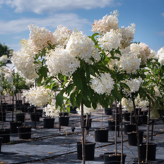 Hydrangea 'Phantom'