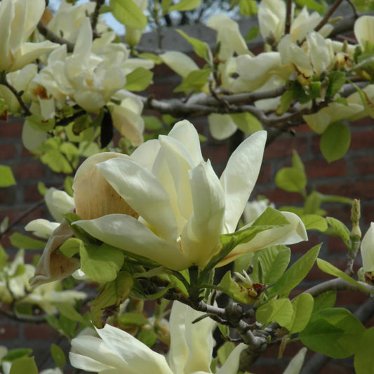 Magnolia 'Elizabeth'