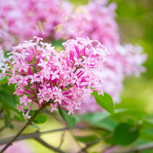 Lilac 'Josee'