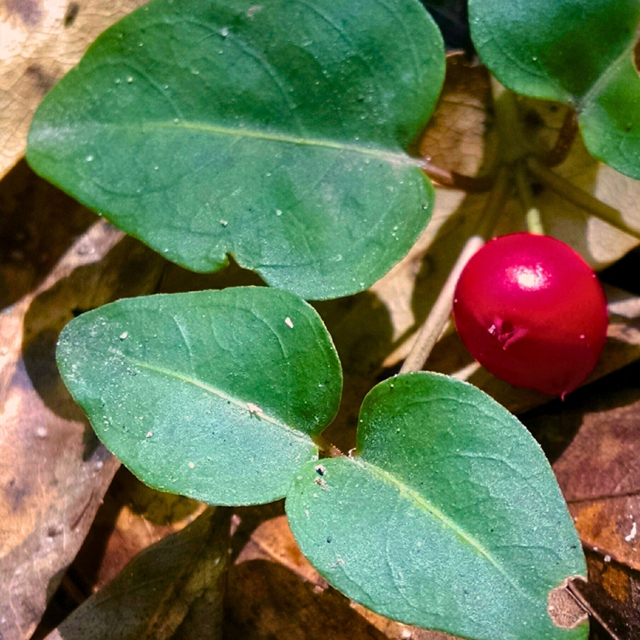 Fruit Profile