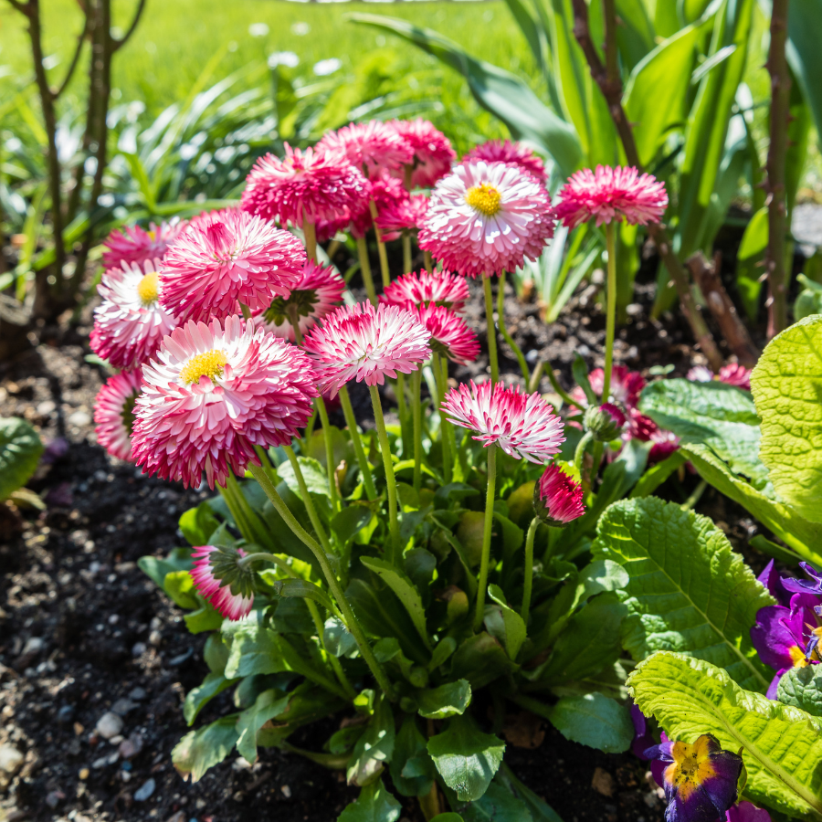 English Daisy 'Habanera'