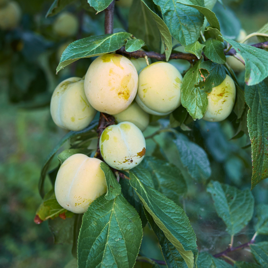 Plum 'Reine Claude'