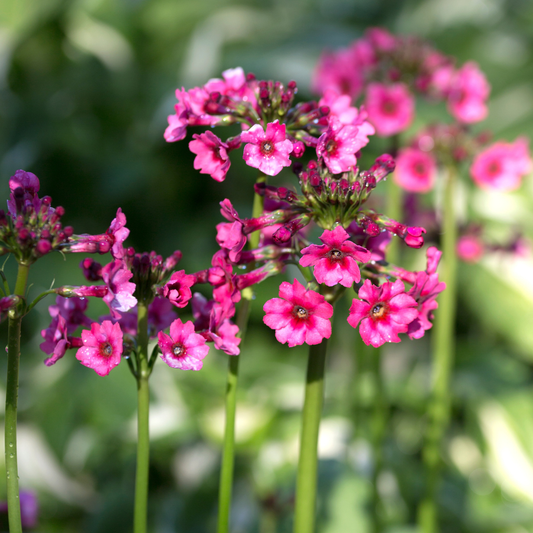 Japanese Primrose "Miller's Crimson"