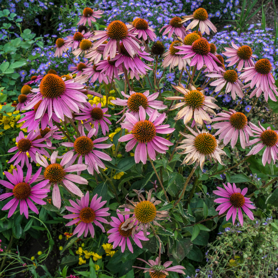 Coneflower