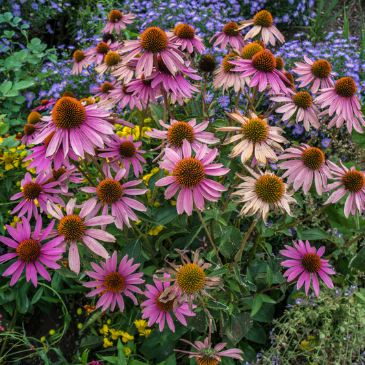 Coneflower