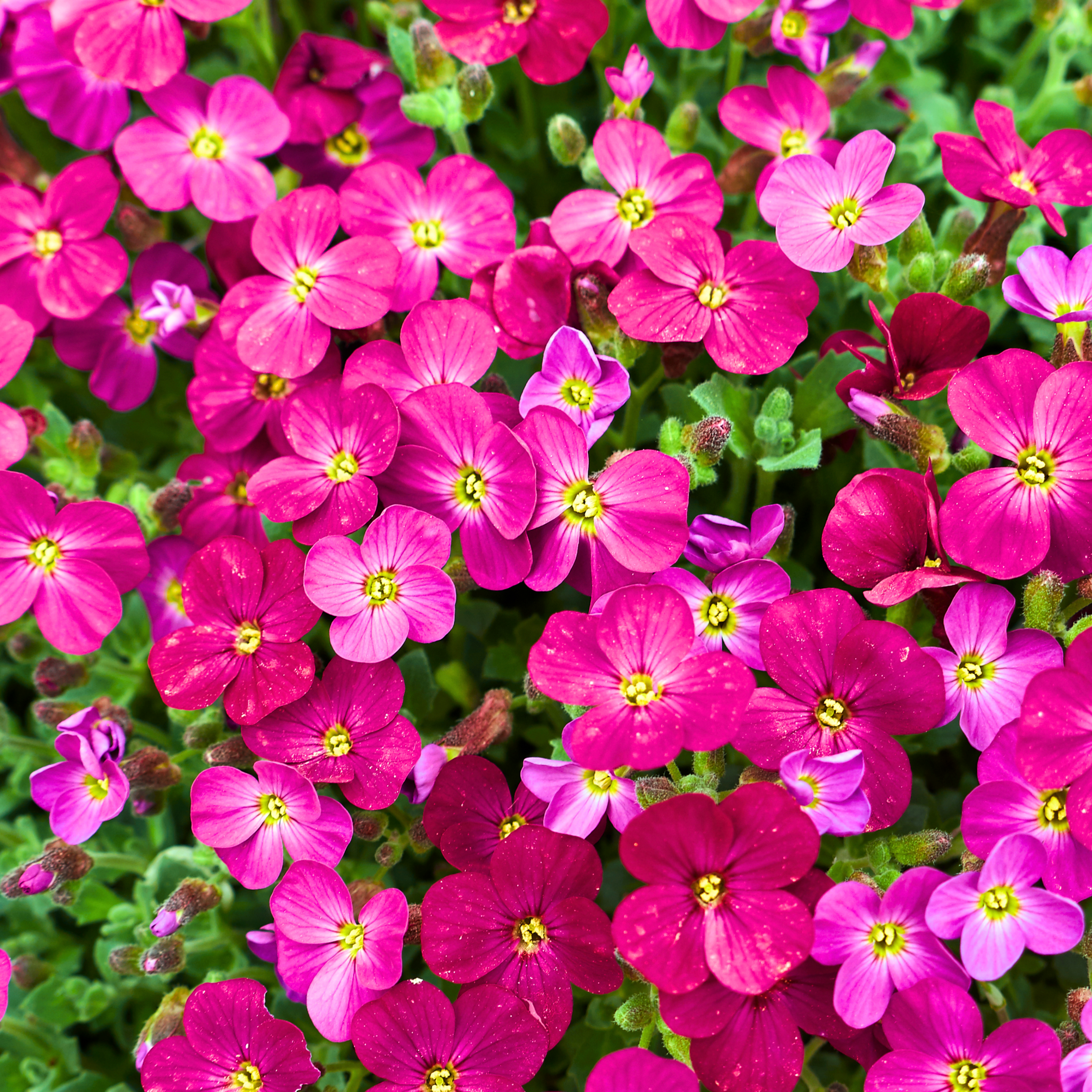 Rock Cress Aubretia