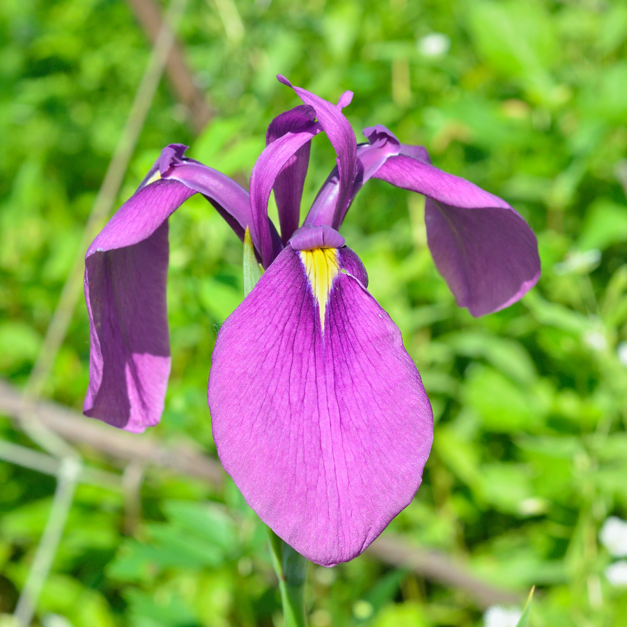 Japanese Iris 'Variegata'