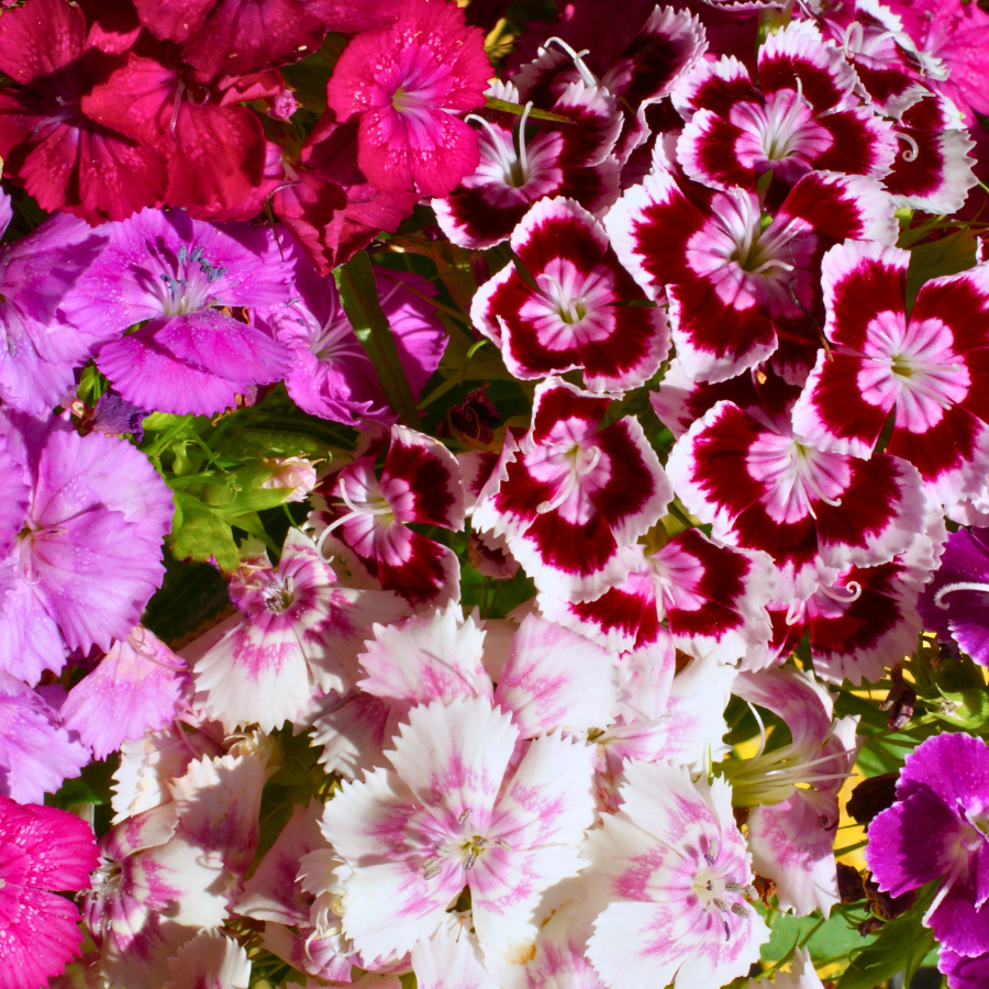 Sweet William