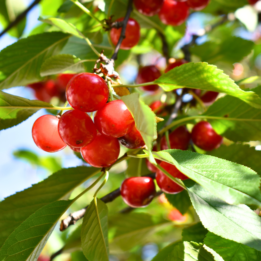 Fruit Profile