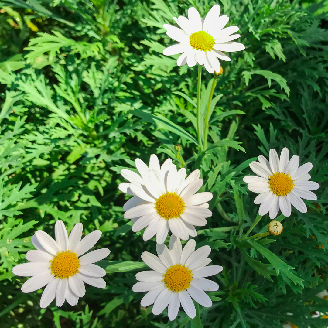 Argyranthemum Marguerite Daisy 'Comet'