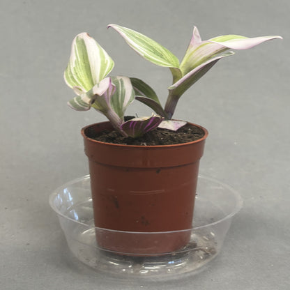 Tradescantia 'Nanouk'