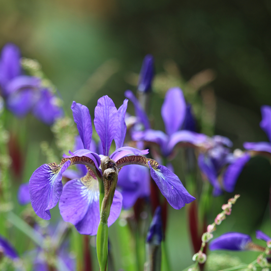 Siberian Iris 'Caesar's Brother'