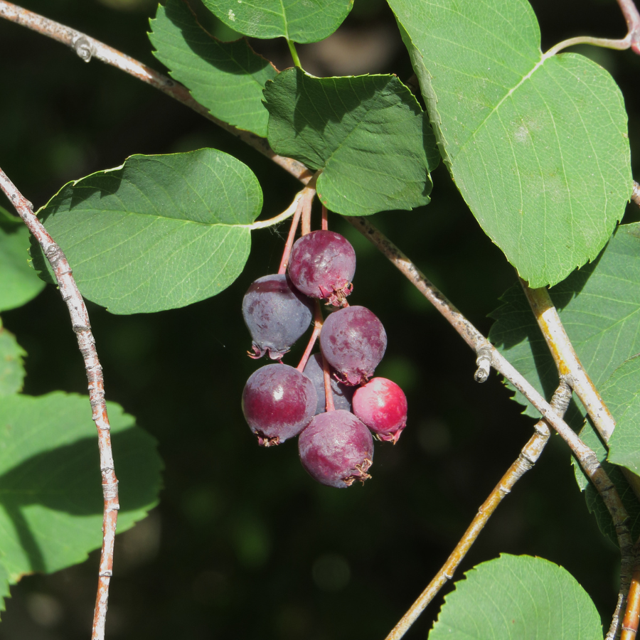 Fruit Profile