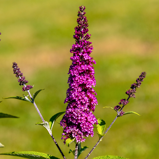 Butterfly Bush 'Royal Red'