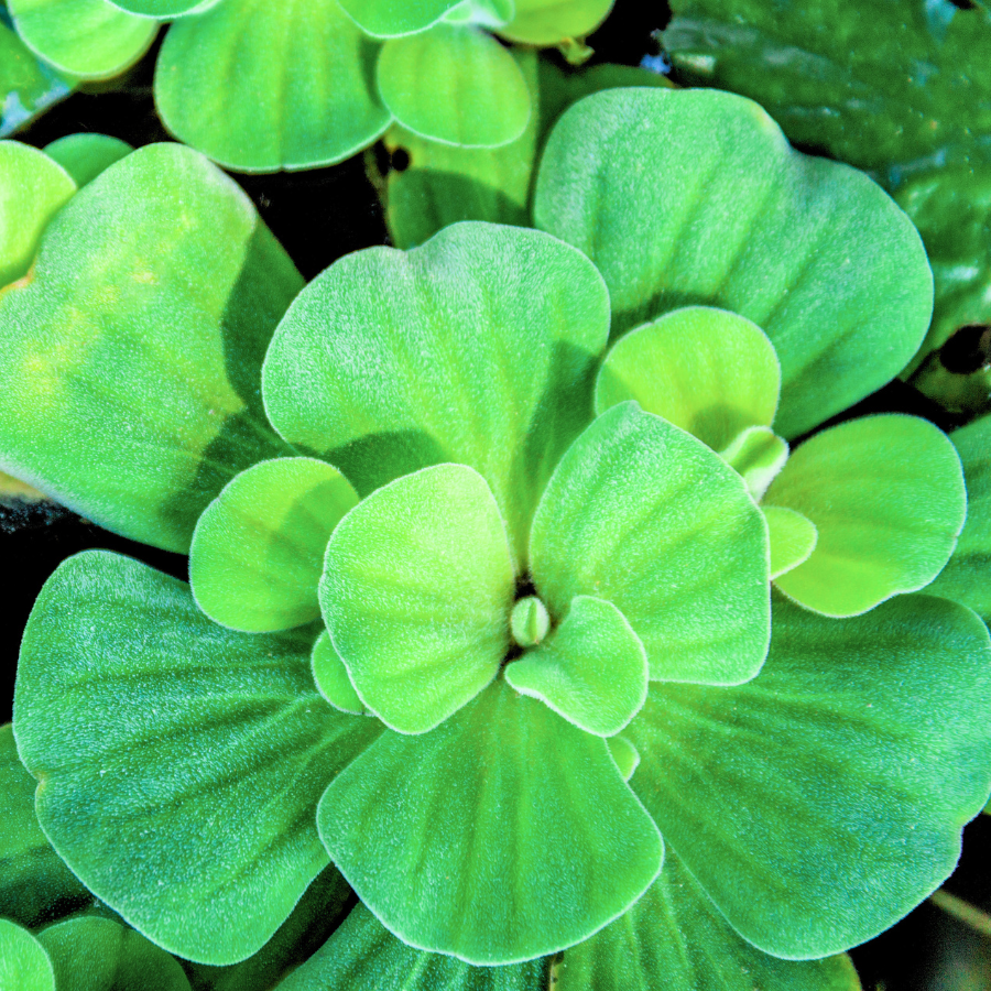 Water Lettuce