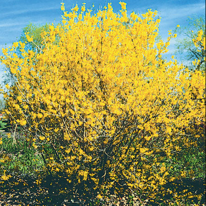 Forsythia 'Northern Gold'