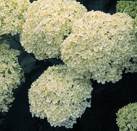 Hydrangea 'Annabelle'