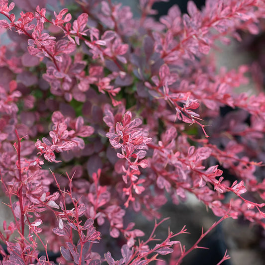 Japanese Barberry 'Rose Glow'