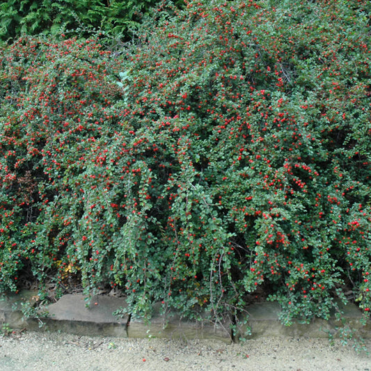 Cotoneaster 'Cranberry'