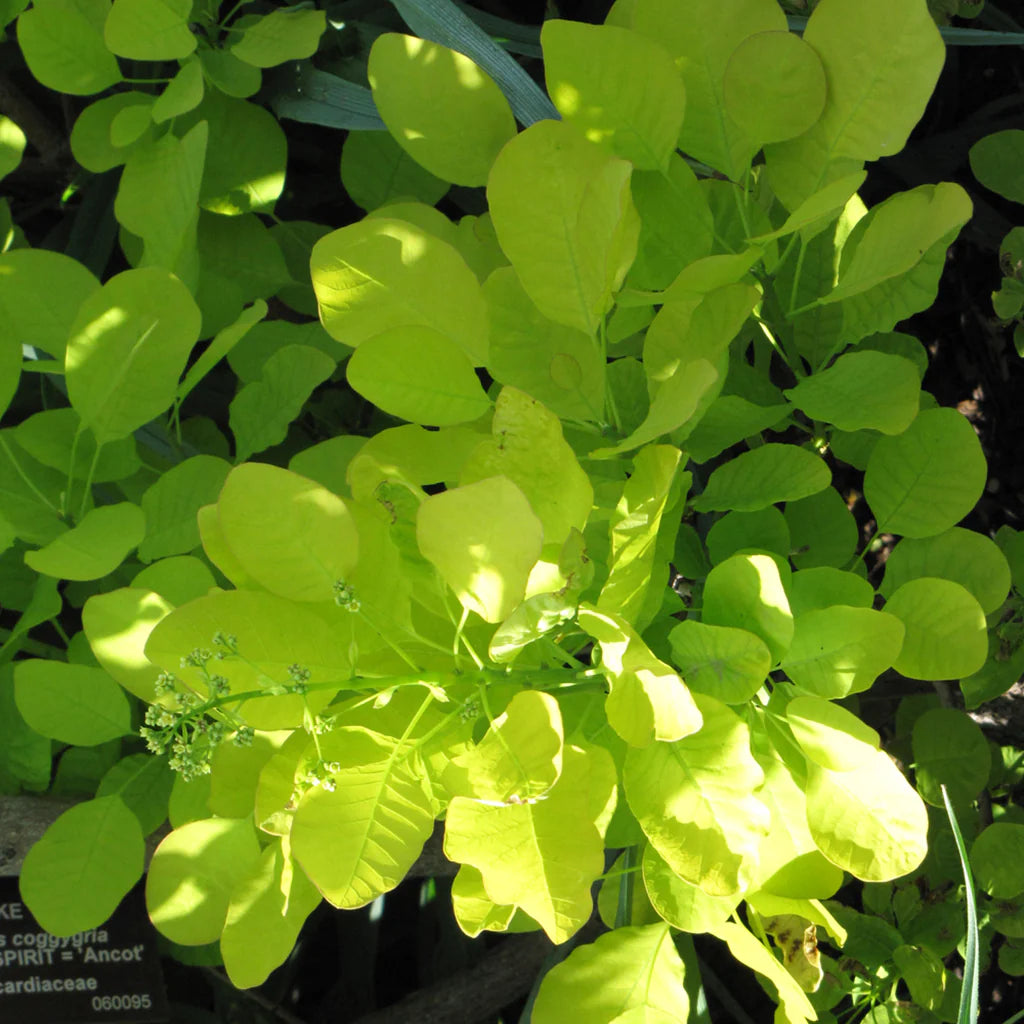 Smokebush 'Golden Spirit®'