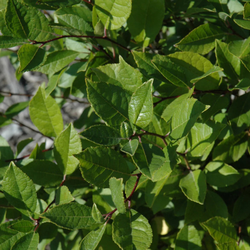 Fruit Profile