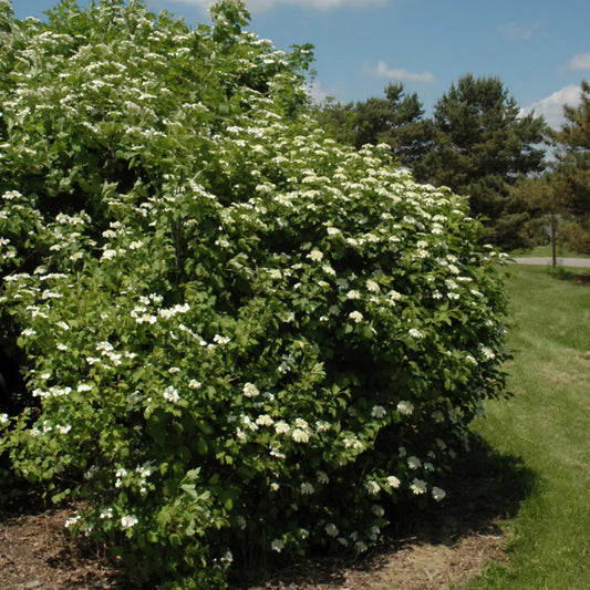 Viburnum 'European Snowball'