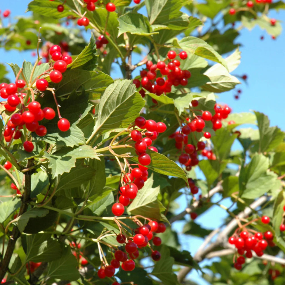 Fruit Profile
