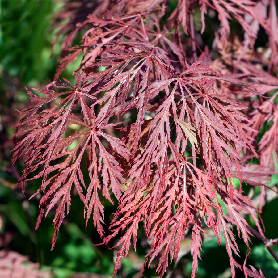 Japanese Maple 'Red Dragon'