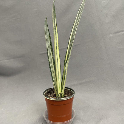 Snake Plant 'Bantel's Sensation'