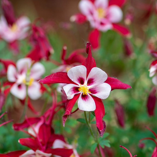 Columbine 'Kirigami'