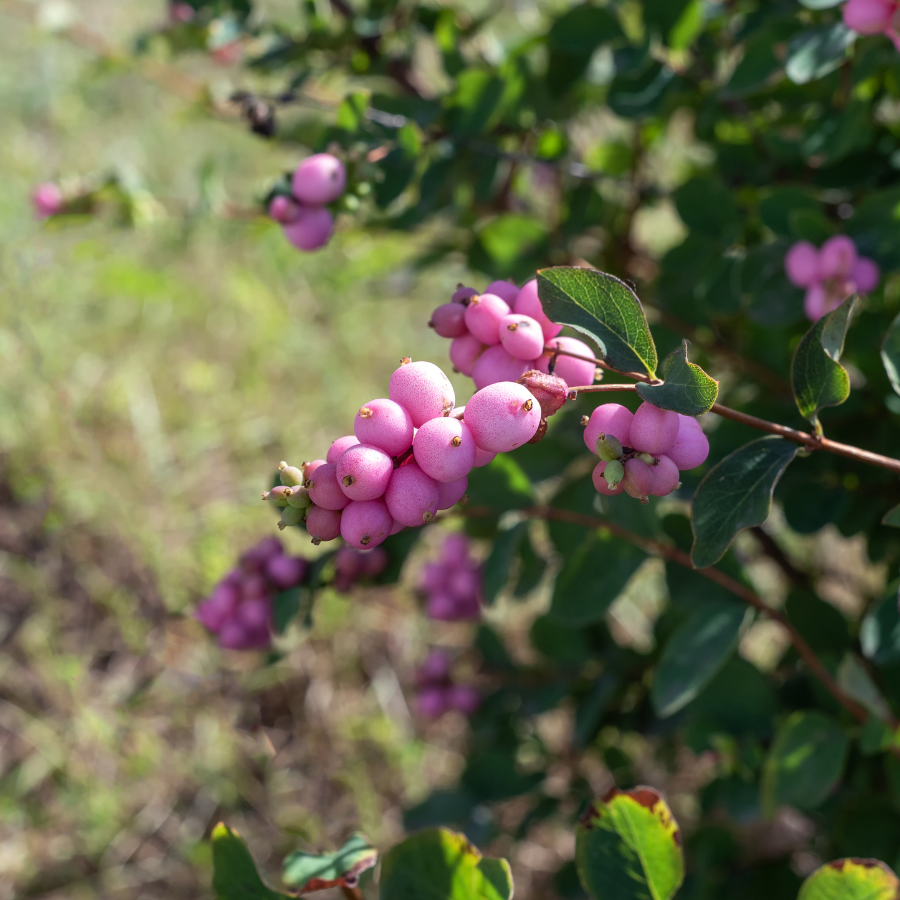 Snowberry 'Magical Ruby'
