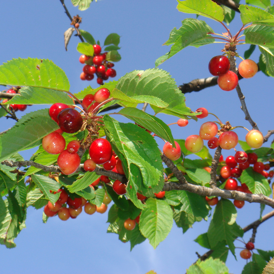 Cherry 'Kristin'