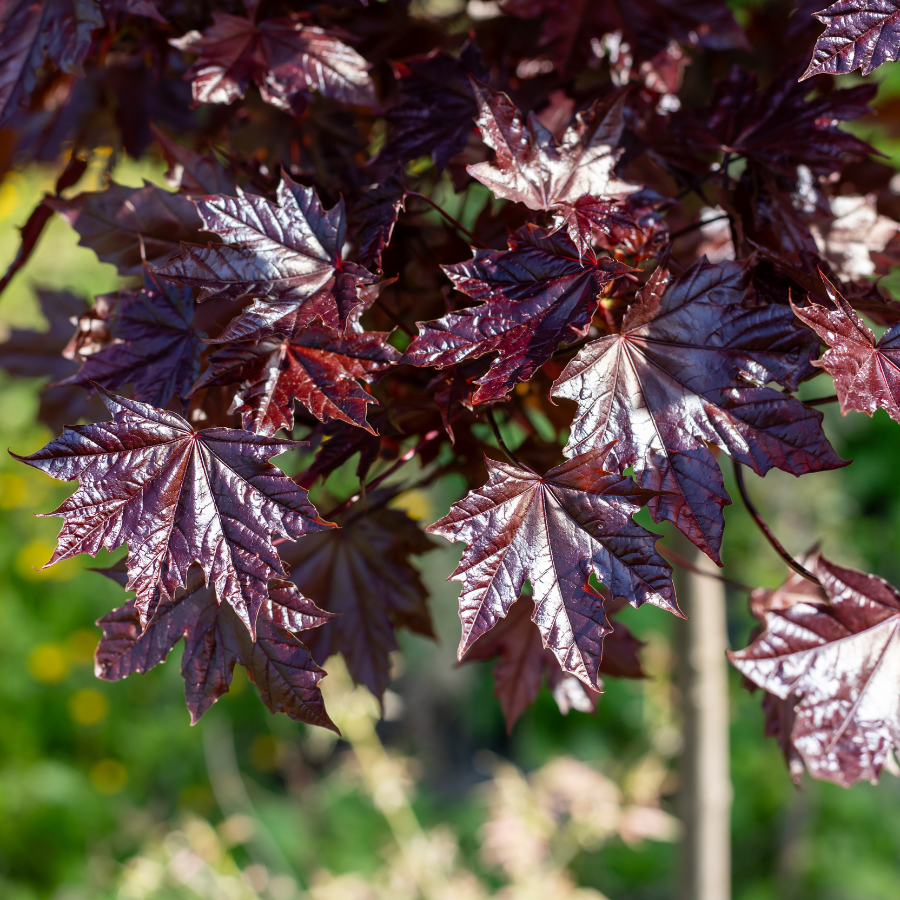 Royal Red Maple
