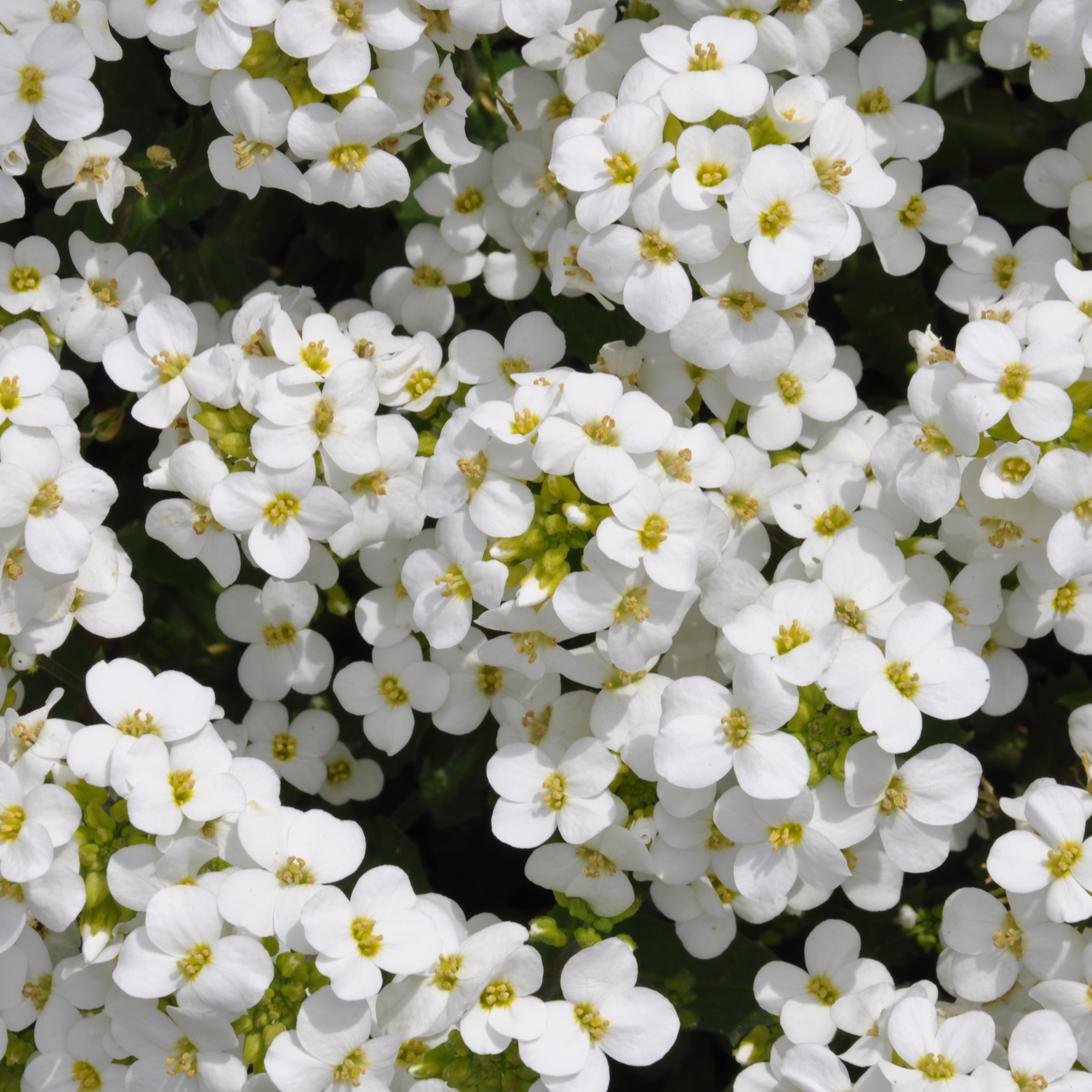 Rock Cress 'Little Treasures'