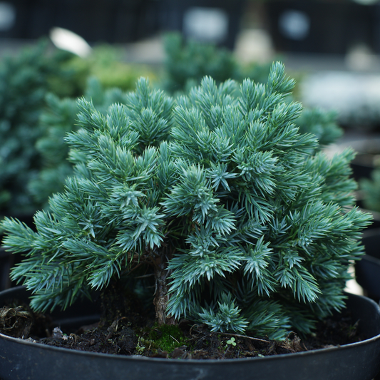 Juniper 'Blue Star'