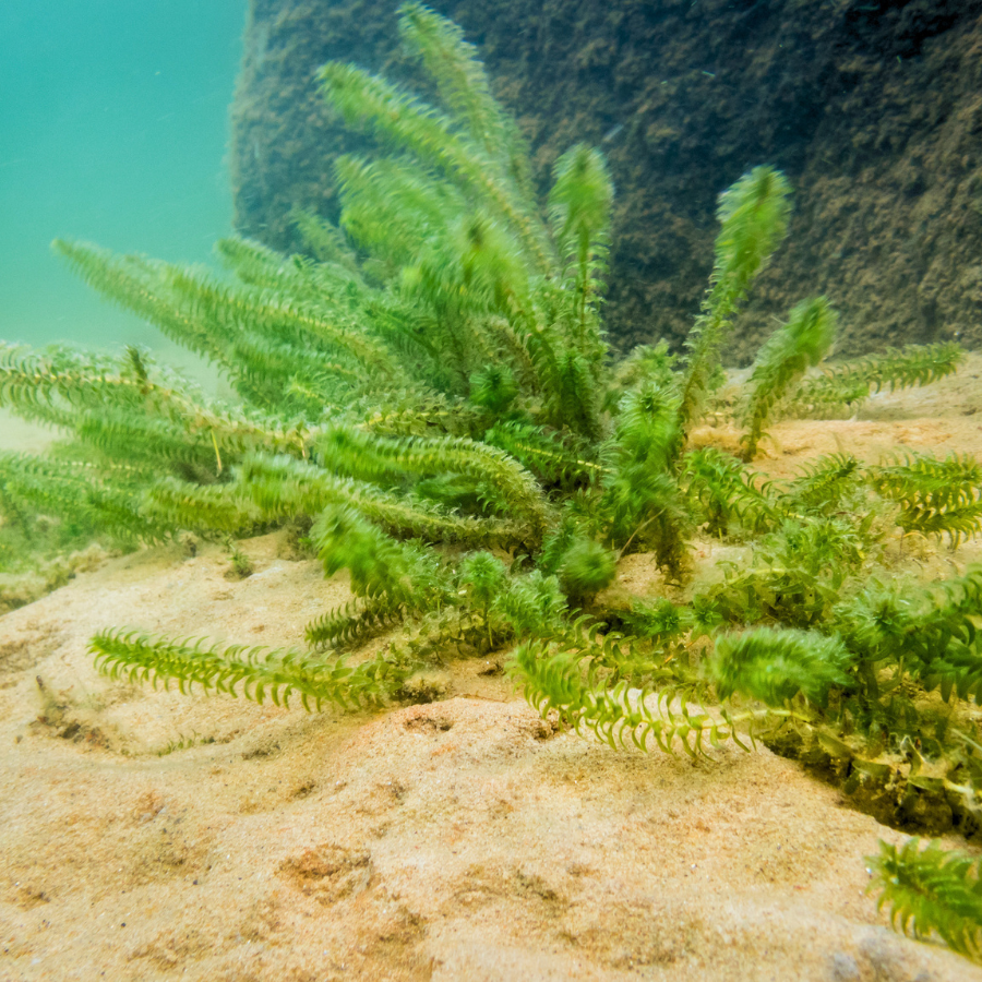 Elodea