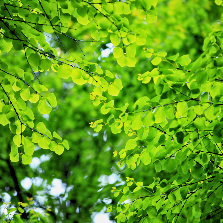 Katsura