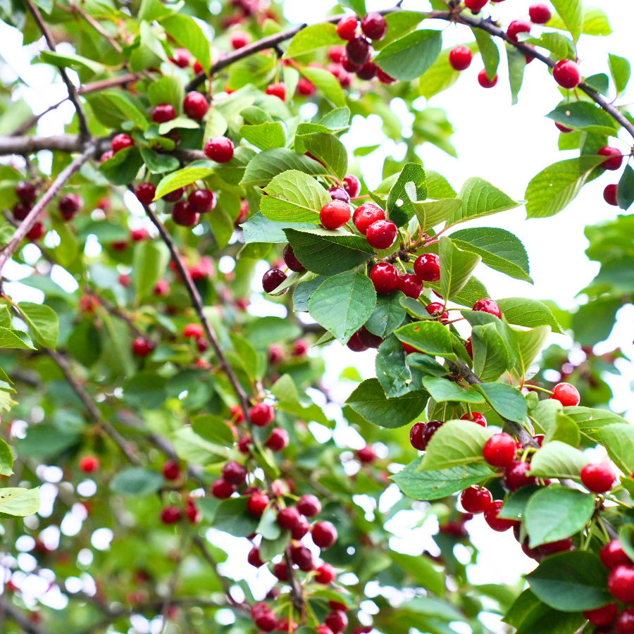 Cherry 'Crimson Passion'