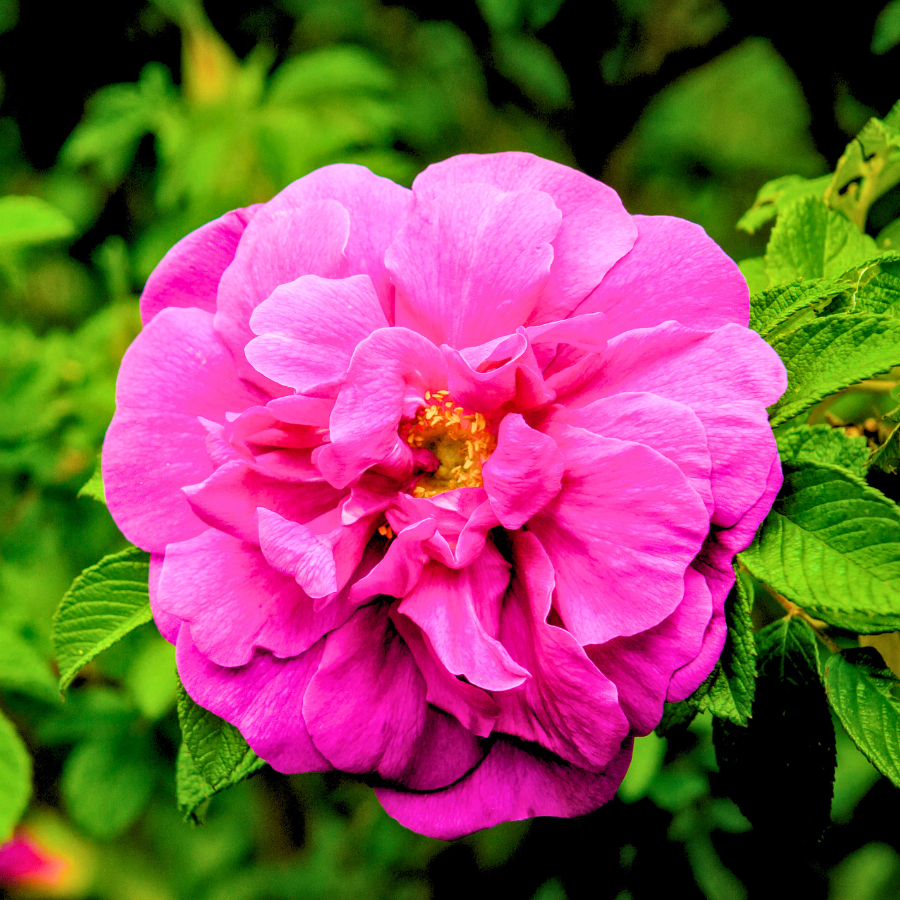 Rose ‘Hansa’