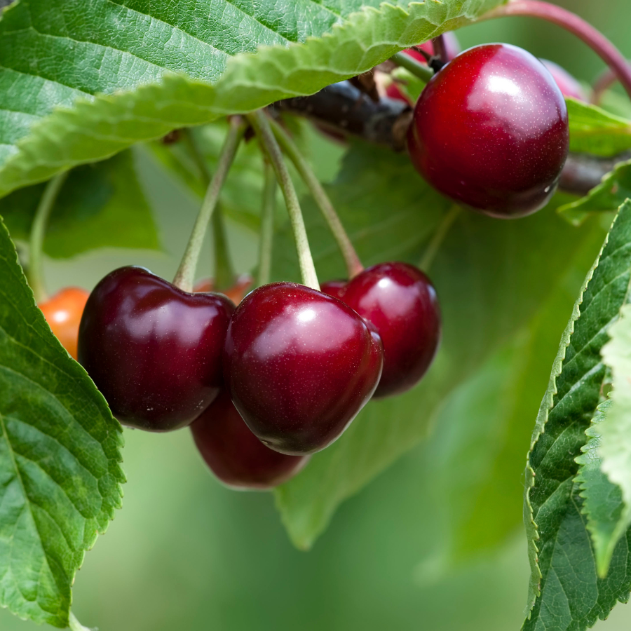 Fruit Profile