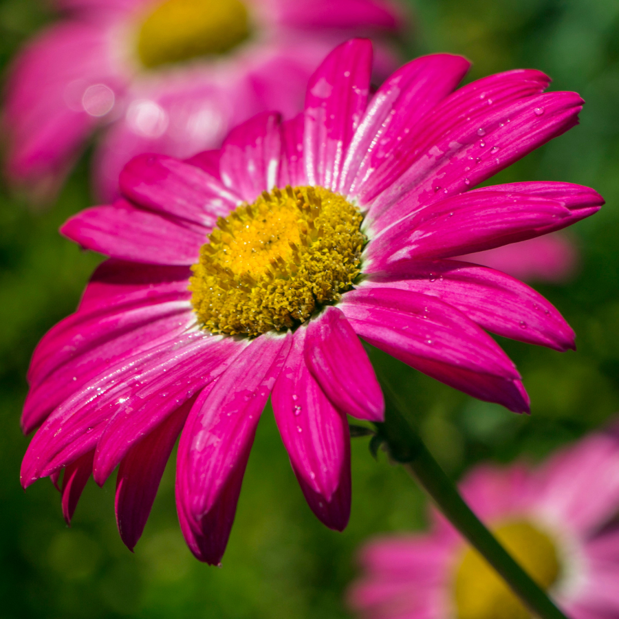 Painted Daisy ‘Robinson’s Red’