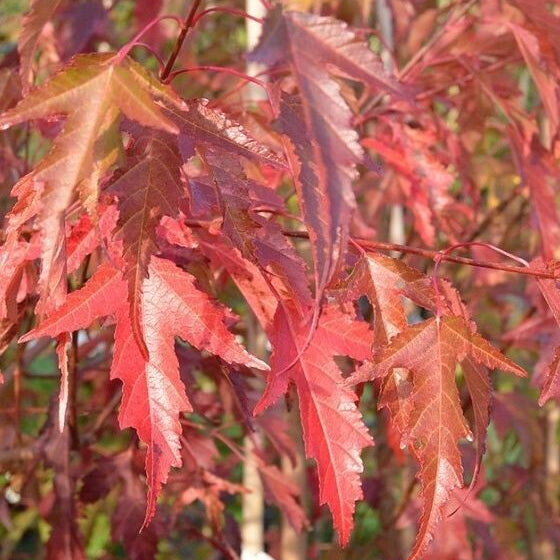 Maple 'Amur Flame'