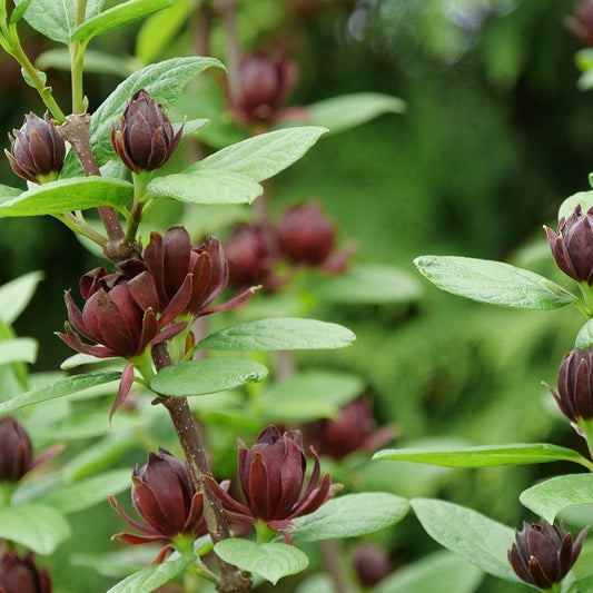 Sweetshrub 'Simply Scentsational®'