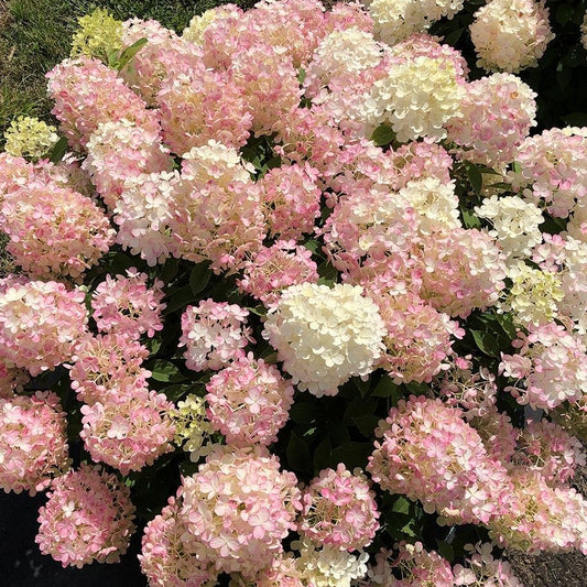Hydrangea 'Fire Light Tidbit®'