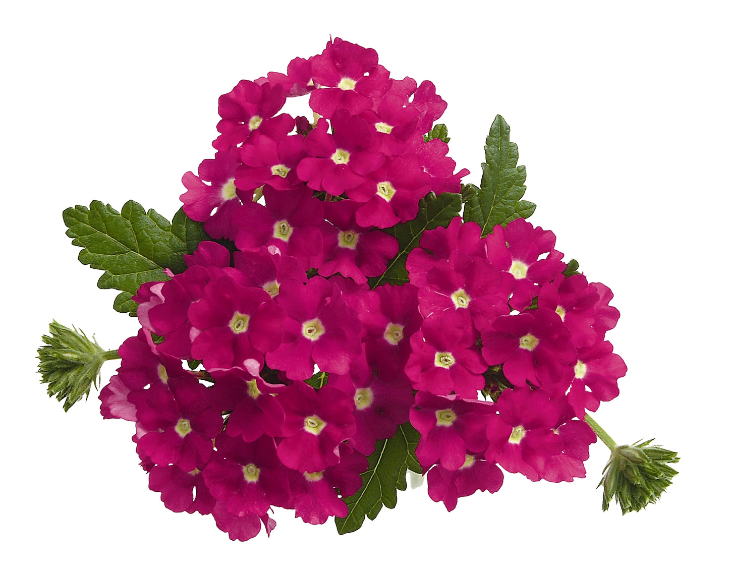 Verbena 'Empress'