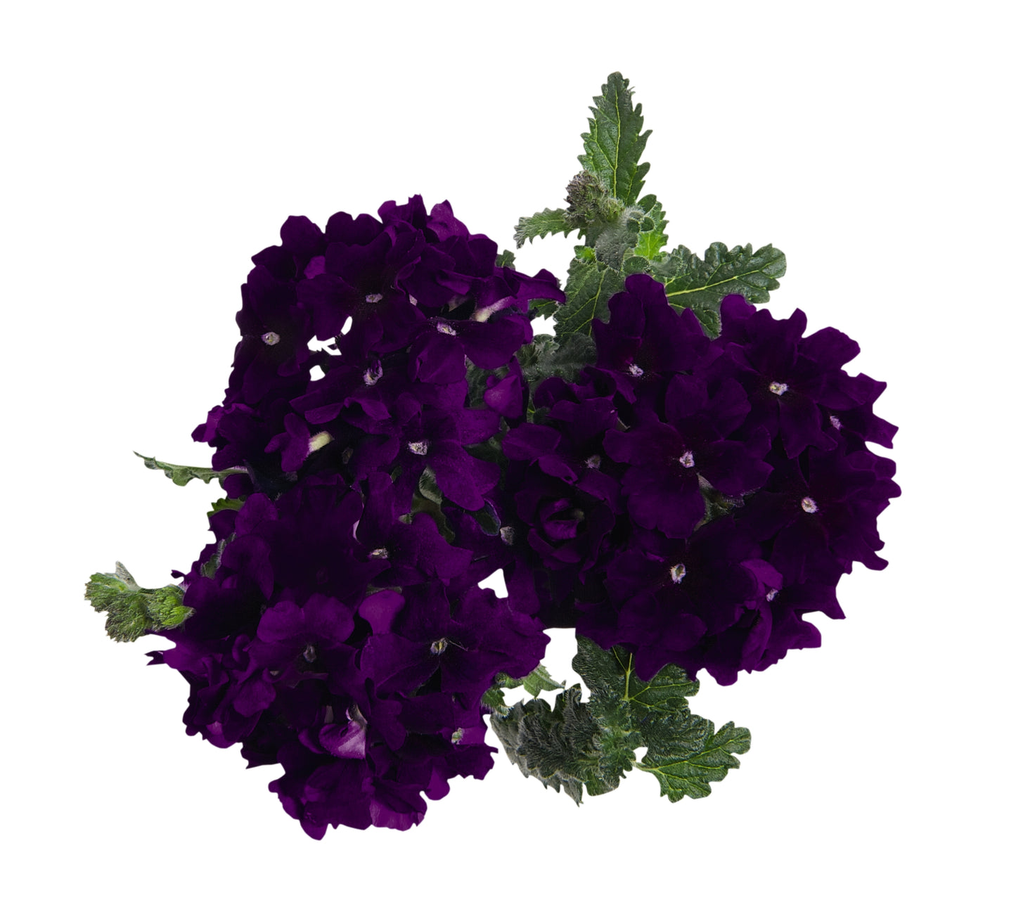 Verbena 'Empress'