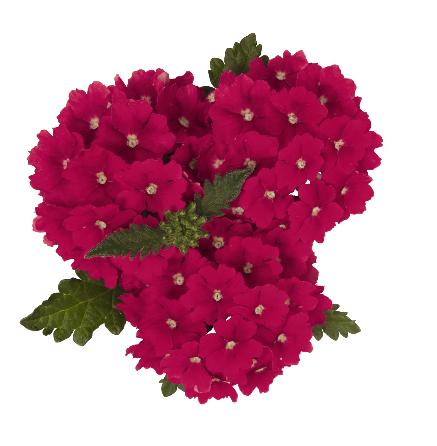 Verbena 'Empress Sun'