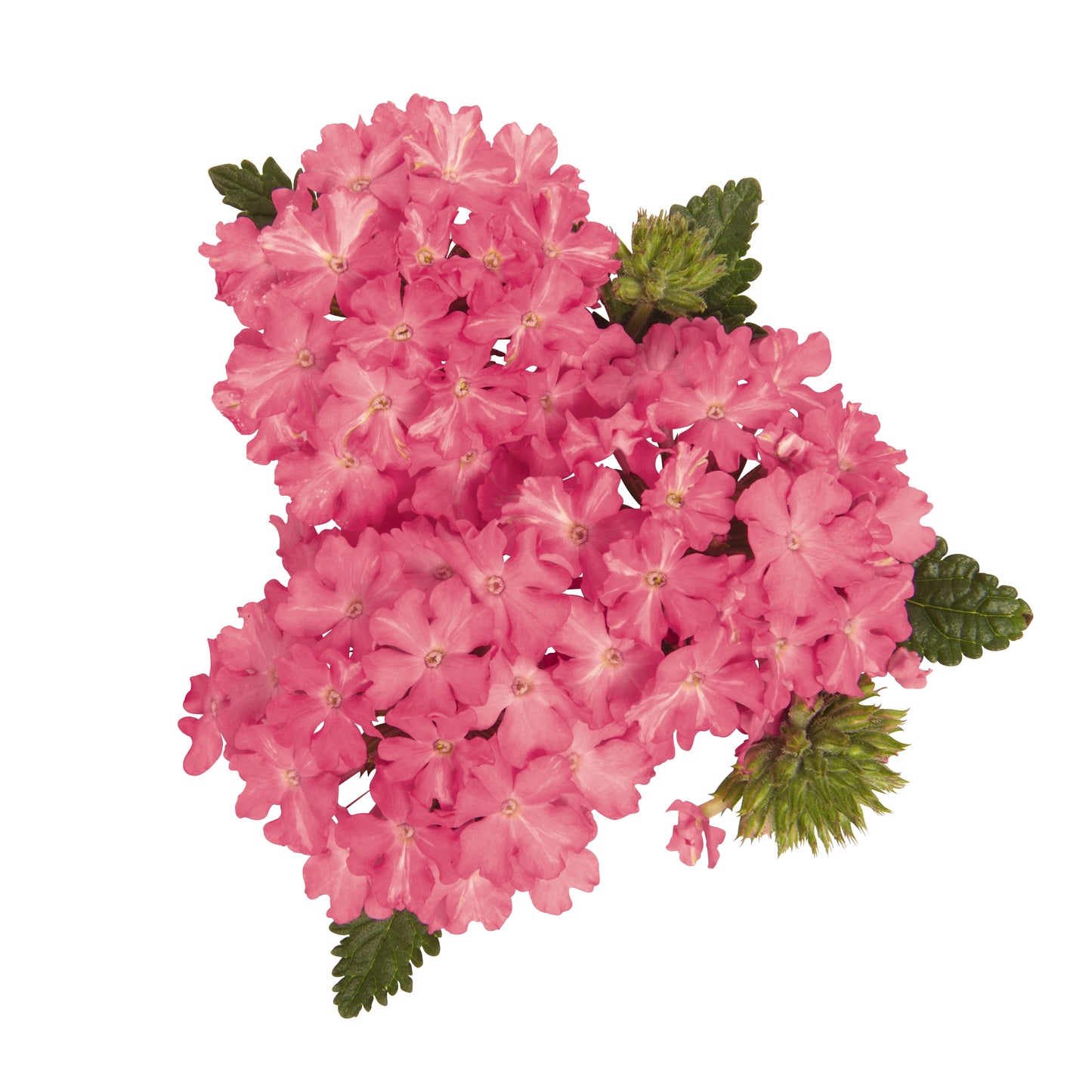 Verbena 'Empress Sun'