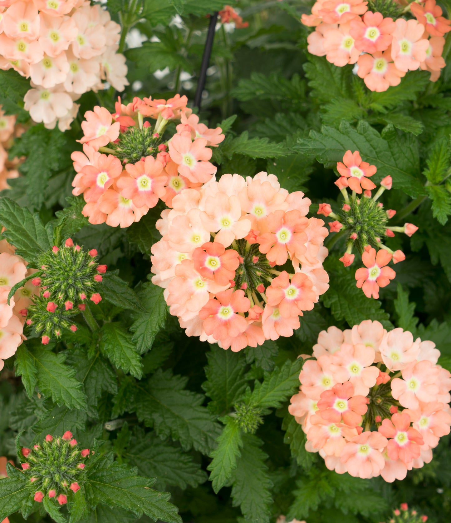 Verbena 'Empress Flair'